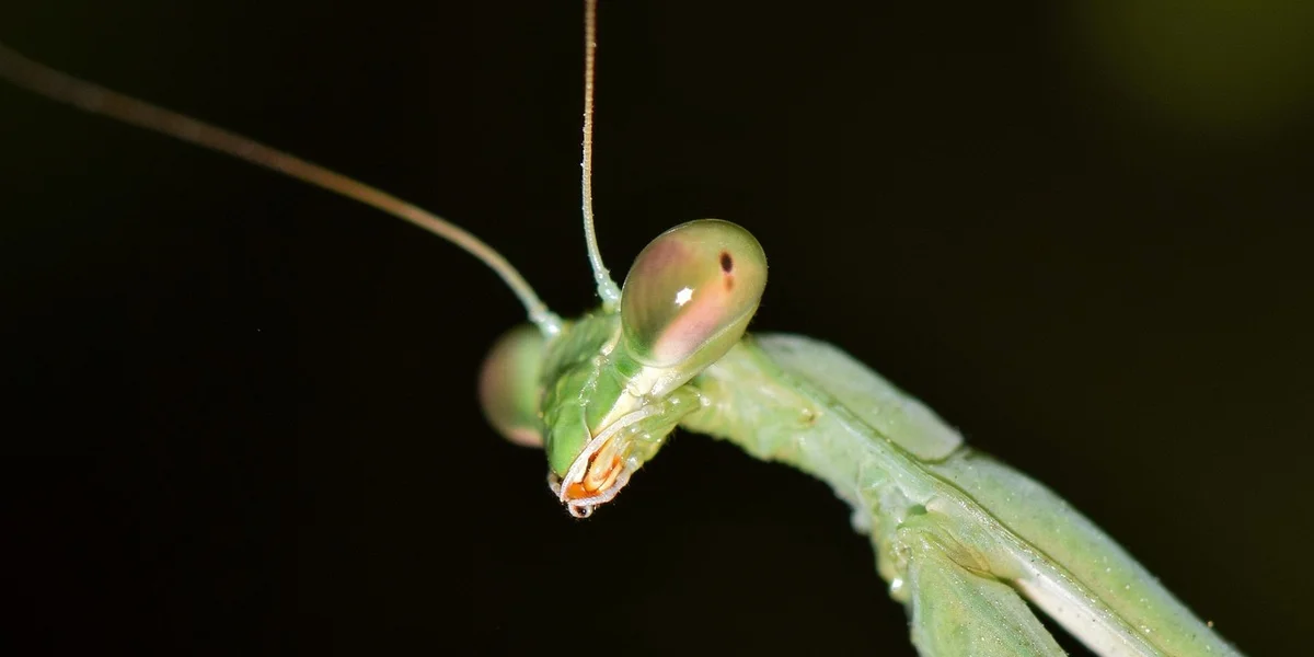 Close-up of a green praying mantis with long antennae against a dark background.