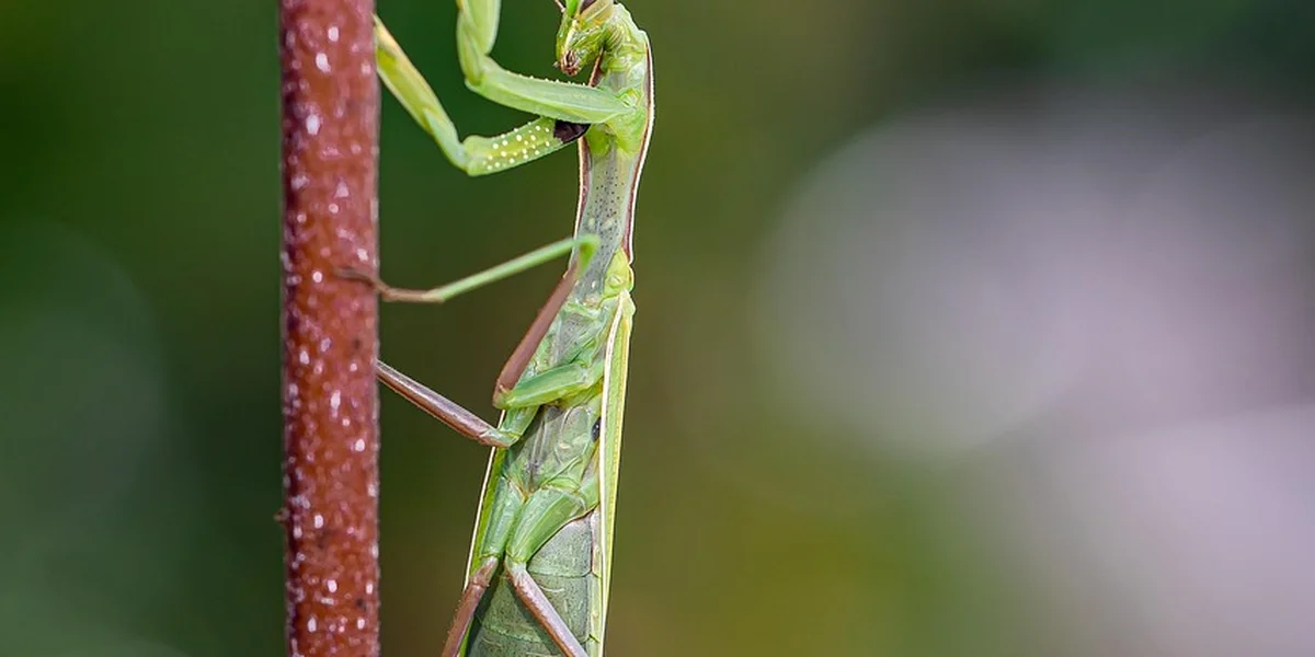 Green praying mantis clinging to a brown stem with a blurred green background.