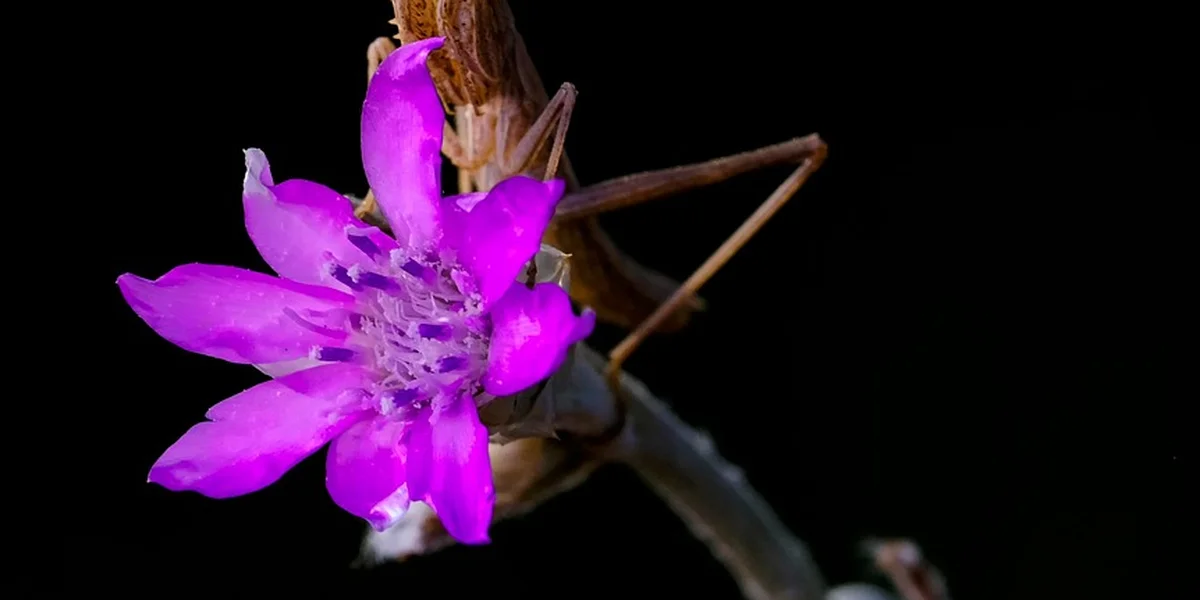 A praying mantis perched on a vivid pink-purple flower against a dark background.