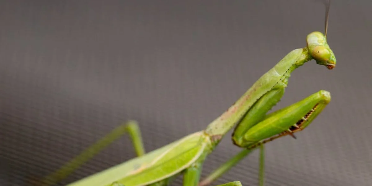 Bright green praying mantis perched on a neutral background, facing sideways