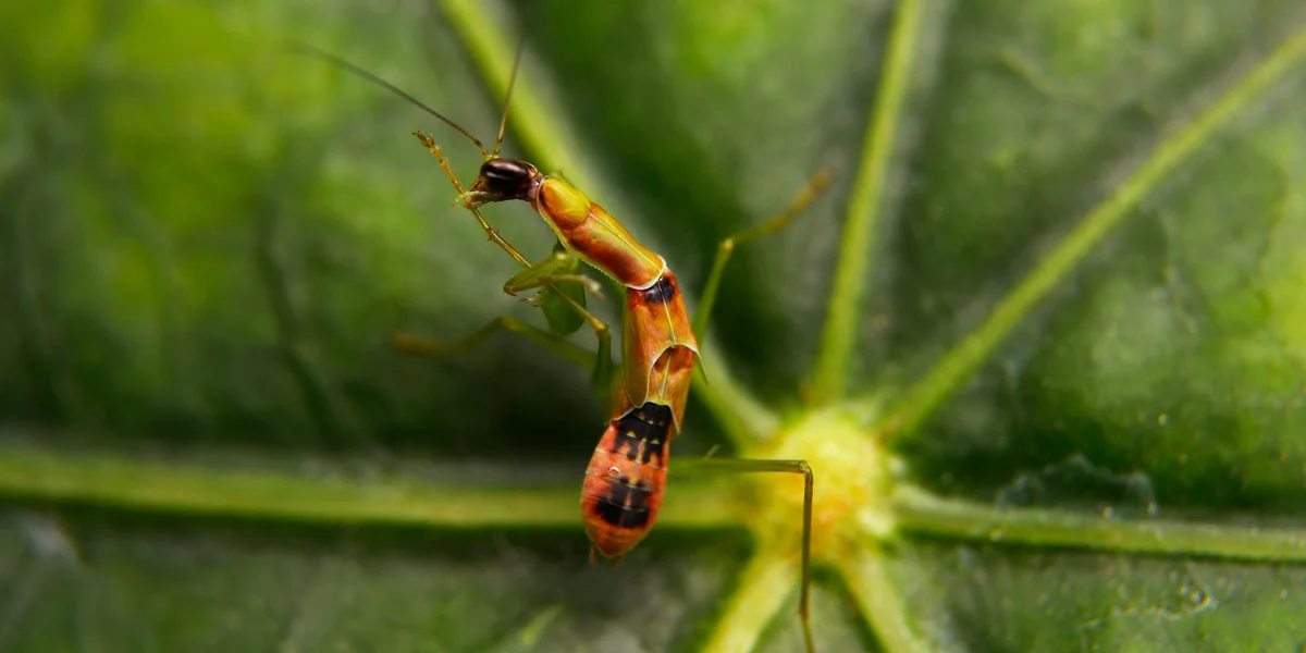 Orange and black mantis perched on a green plant stem