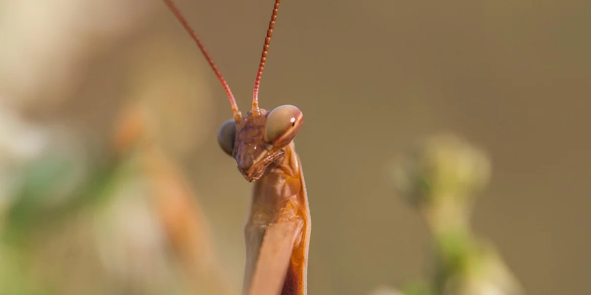 Close-up of a praying mantis head with large compound eyes and long antennae, set against a blurred natural background.