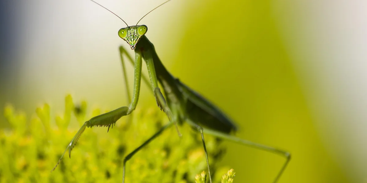 Green praying mantis perched on yellow flowers, showing its slender body and raptorial forelegs.