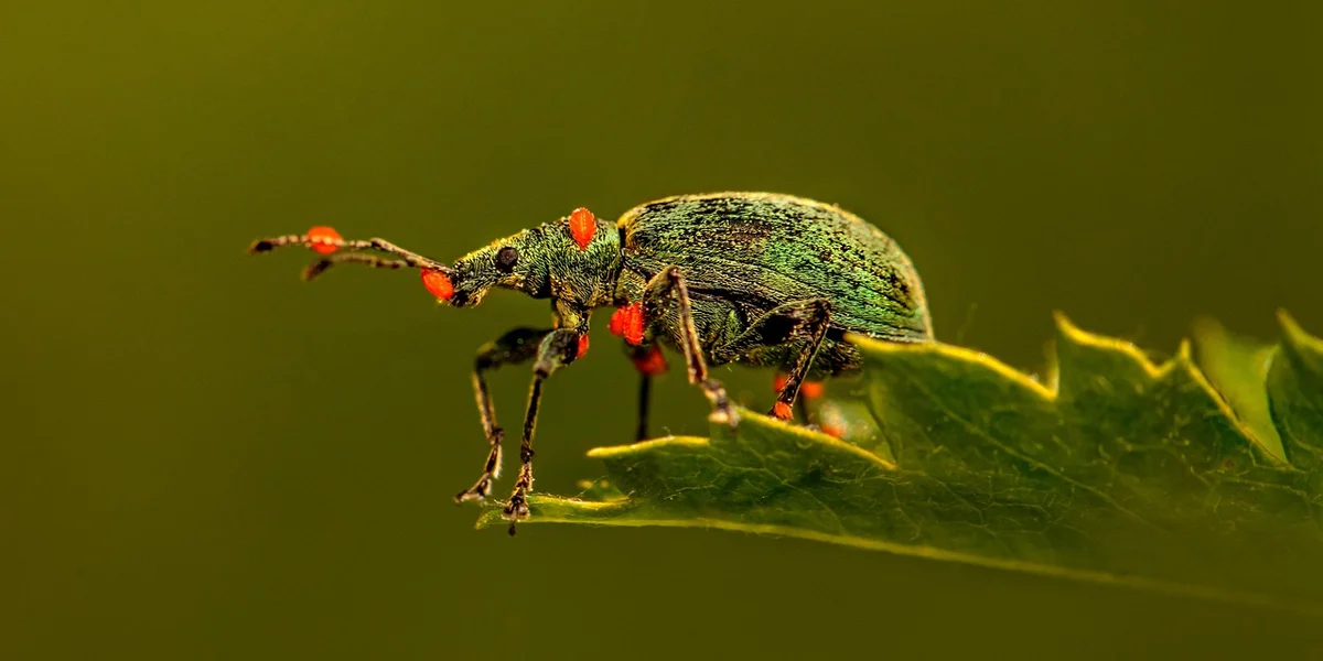Close-up of a green praying mantis perched on a leaf.