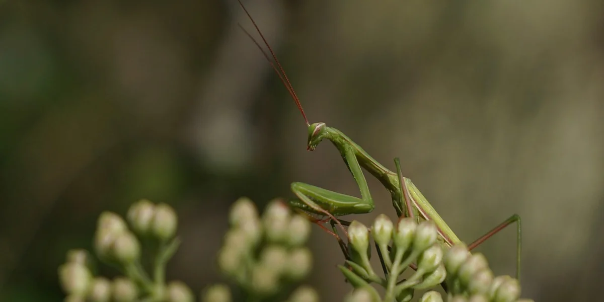 Green praying mantis nymph perched on a plant stem with pale flower buds in the background.