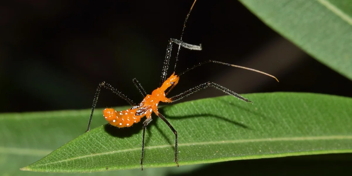 Orange insect nymph with long black legs on a green leaf.