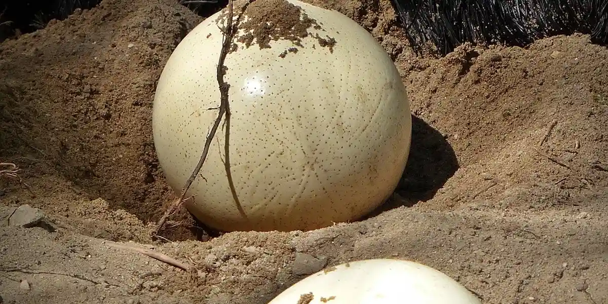 Pale oval ootheca resting in sandy soil with a small twig on top, preparing for hatch day.