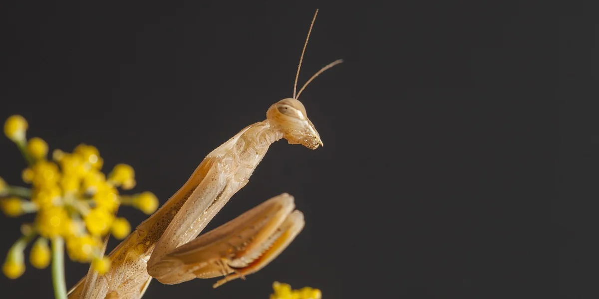 Orchid mantis Hymenopus coronatus perched against a dark background with yellow blossoms nearby