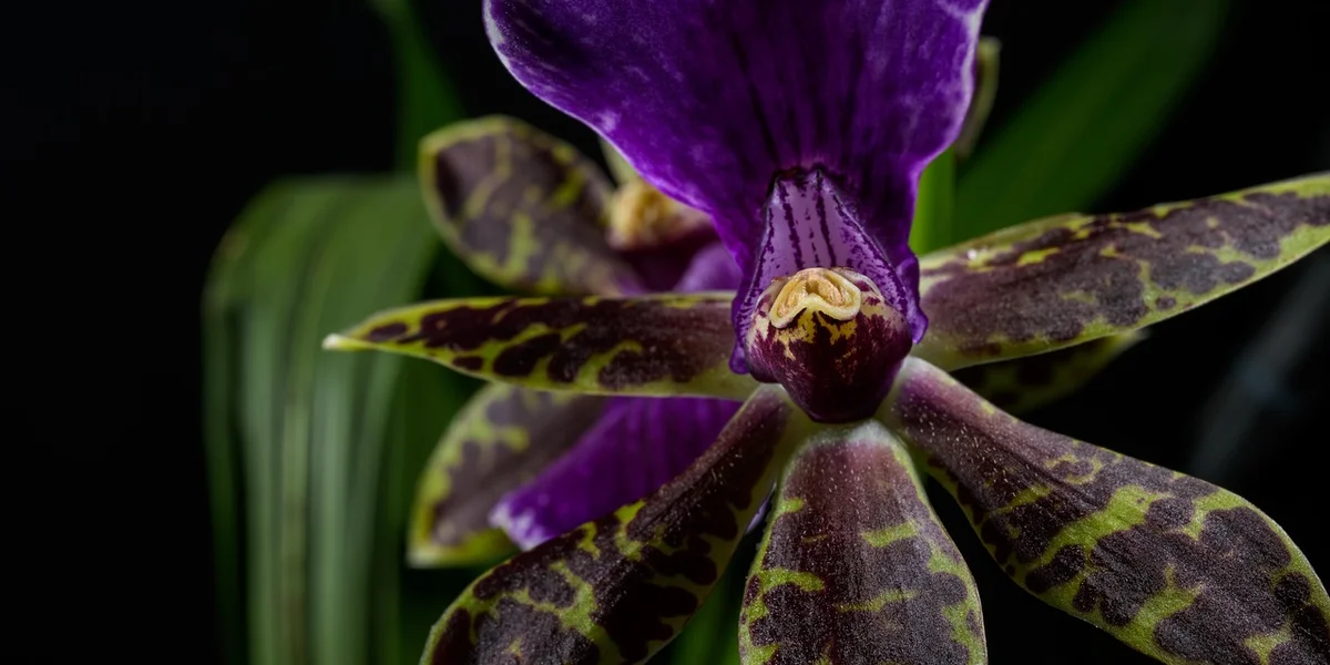 Close-up of an orchid mantis (Hymenopus coronatus) with purple and green mottled wings against a dark background.