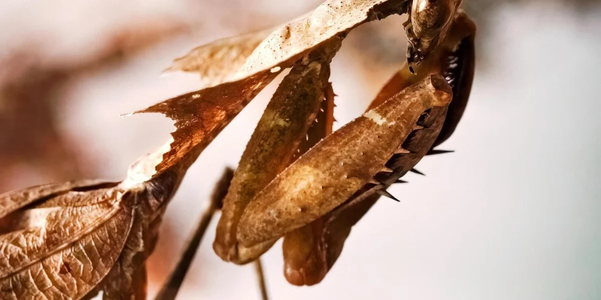 Close-up of a brown praying mantis perched on dried leaves.