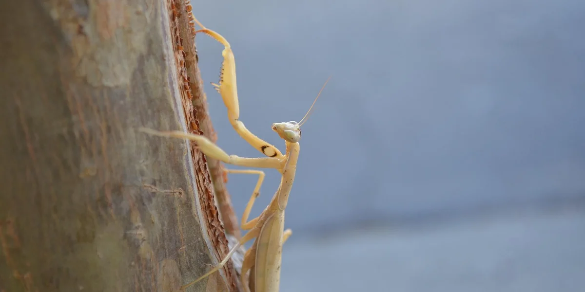 Close-up of a pale yellow praying mantis perched on a vertical plant stem with a blurred blue-gray background