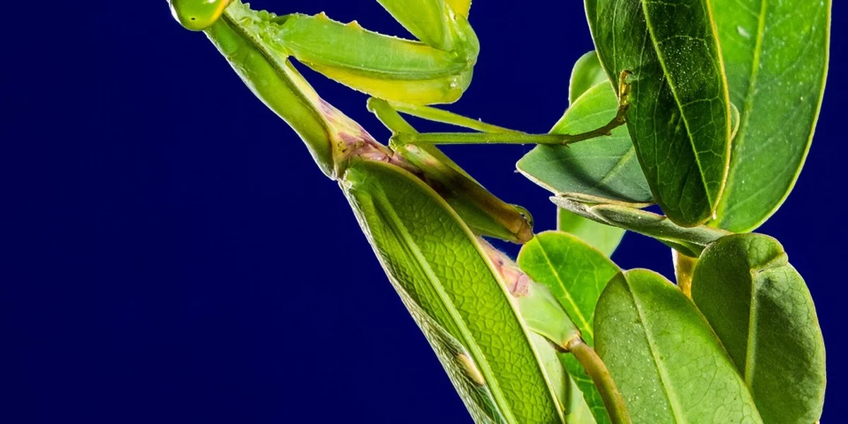 Close-up of a green praying mantis on vibrant leaves against a deep blue background