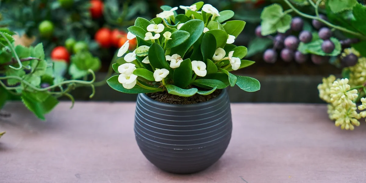 A gray ceramic pot with a green plant and small white cup-shaped flowers sits on a wooden surface, with blurred garden plants in the background.
