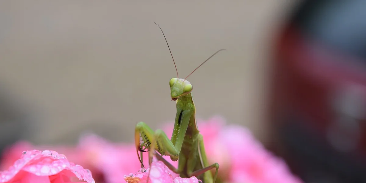 Close-up of a green praying mantis with folded forelegs perched on pink blossoms