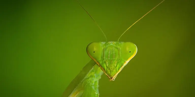 Close-up of a green praying mantis facing the camera, with a blurred green background.
