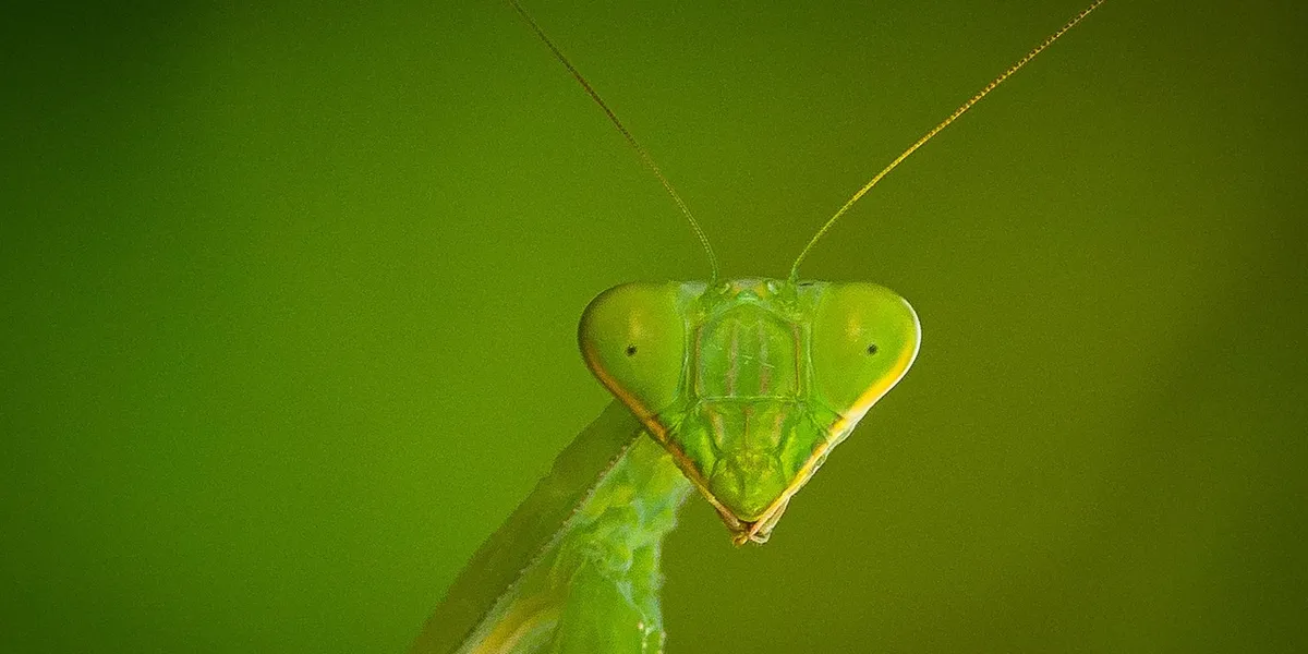 Close-up of a green praying mantis facing the camera, with a blurred green background.