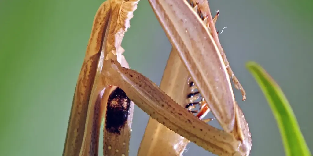 How Do Praying Mantises Hunt? An In-Depth Look at Their Hunting Behaviour