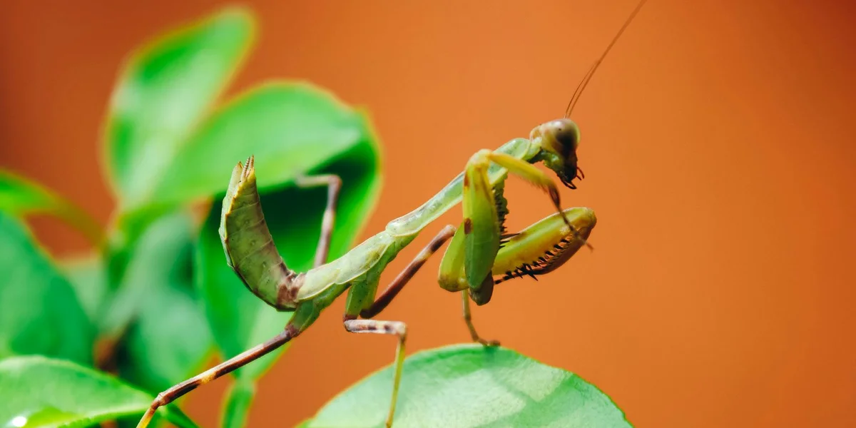 Close-up of a green praying mantis perched on a leaf with an orange background.