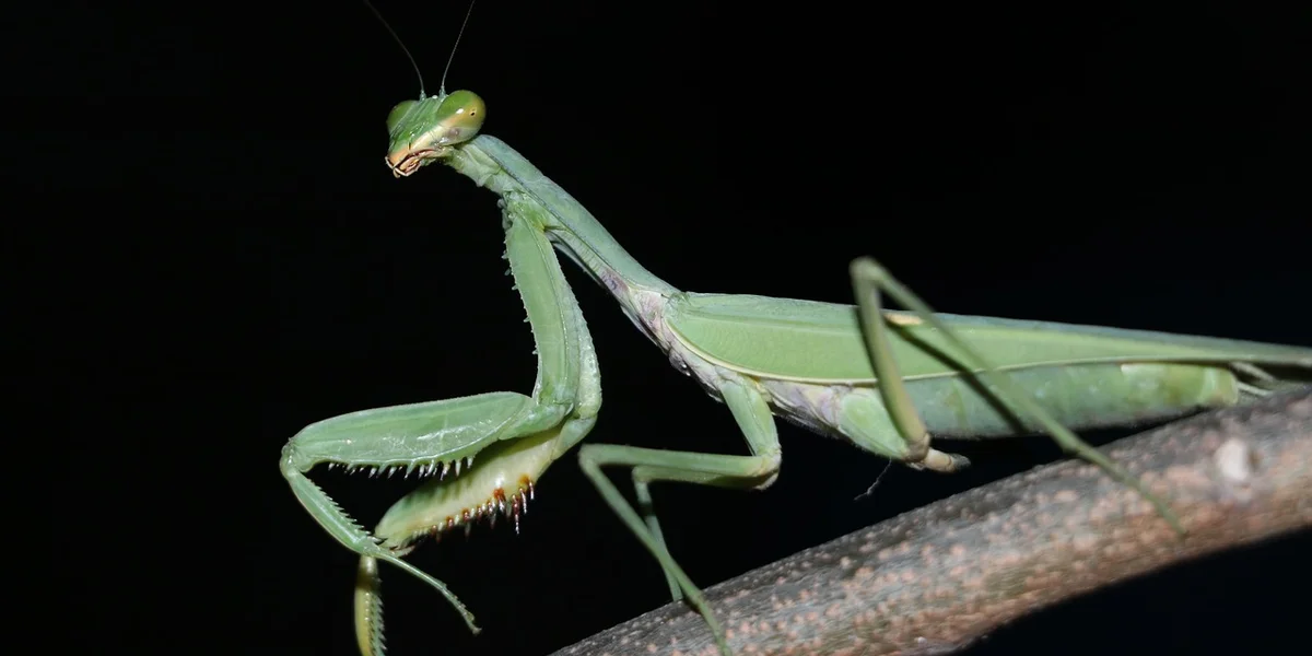 Close-up of a green praying mantis perched on a twig against a dark background.