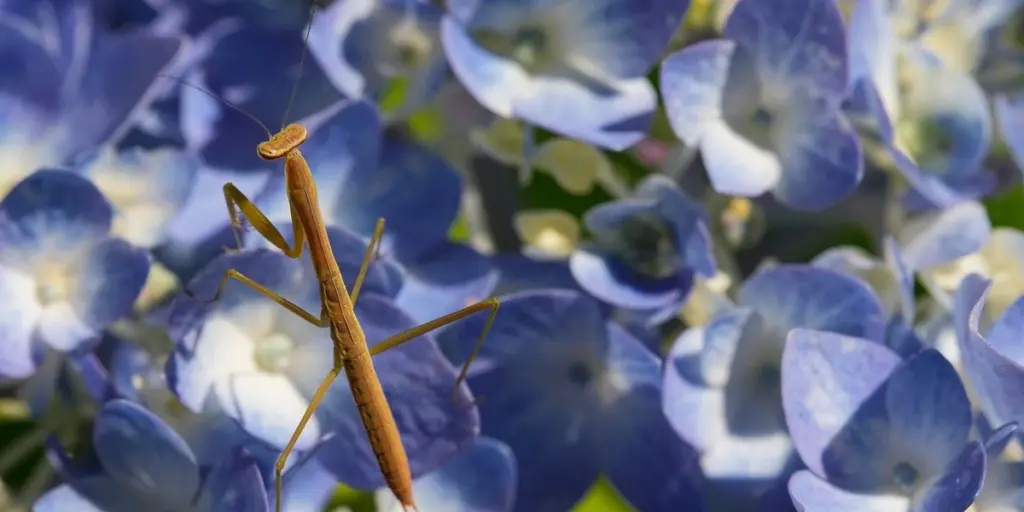 Is a Praying Mantis an Insect or Bug? The Simple Truth