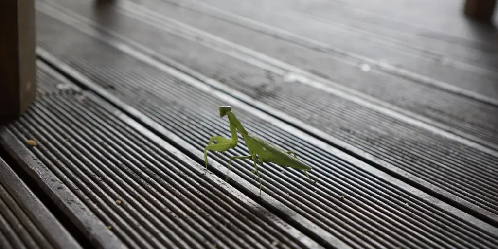 Praying Mantis vs Black Widow Spider: Interactions and Outcomes