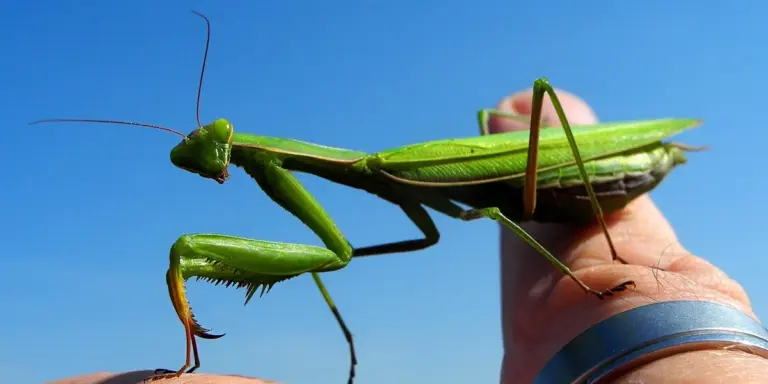 Green praying mantis perched on a human finger against a clear blue sky