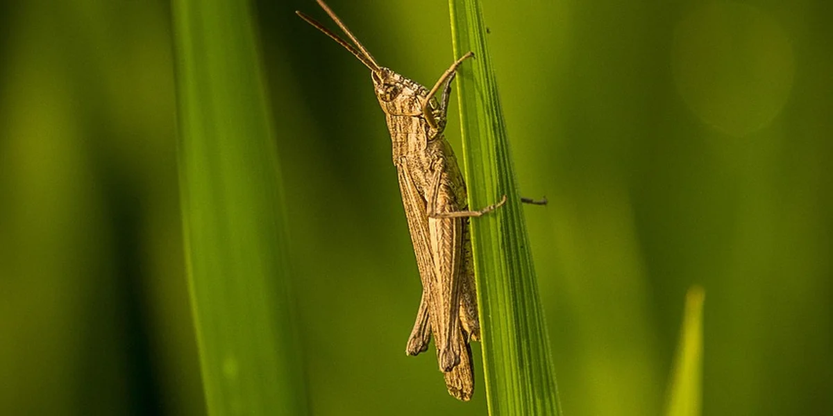 Close-up of a brown praying mantis clinging to a blade of grass with a blurred green background.