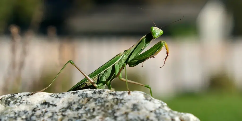 How to Tell if Your Praying Mantis is Gravid (Pregnant)