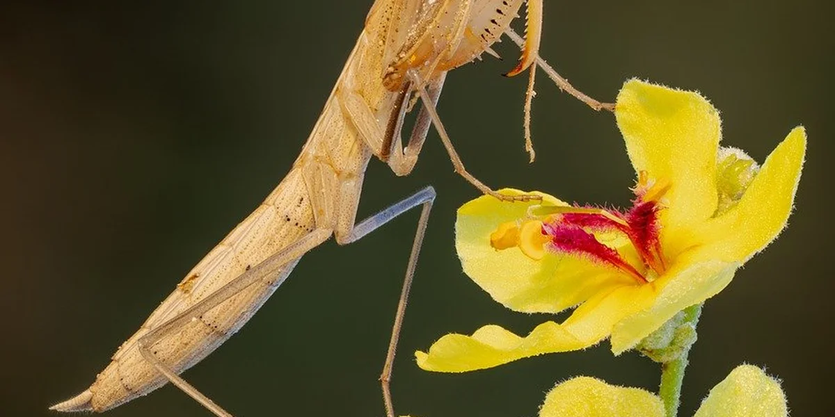 Praying mantis perched on a yellow flower, illustrating careful handling for relocation
