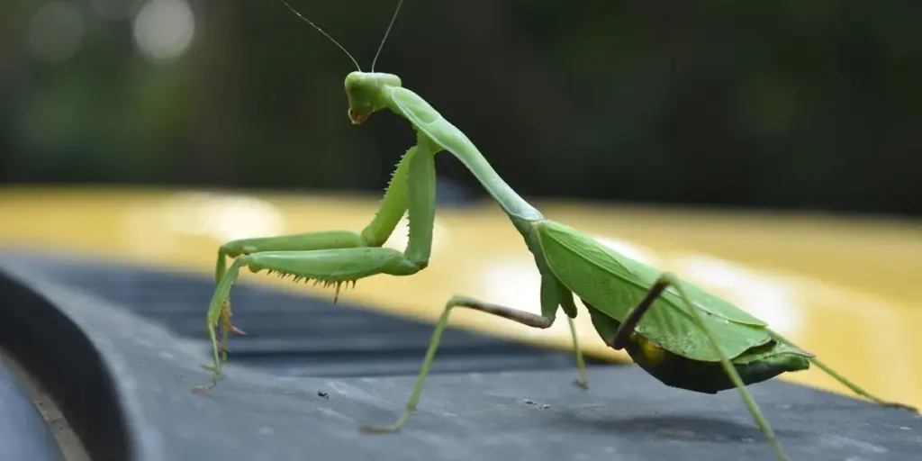 Praying Mantises and Water: The Food Connection