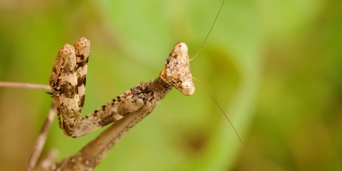A camouflaged praying mantis perched on a twig with a soft green background.