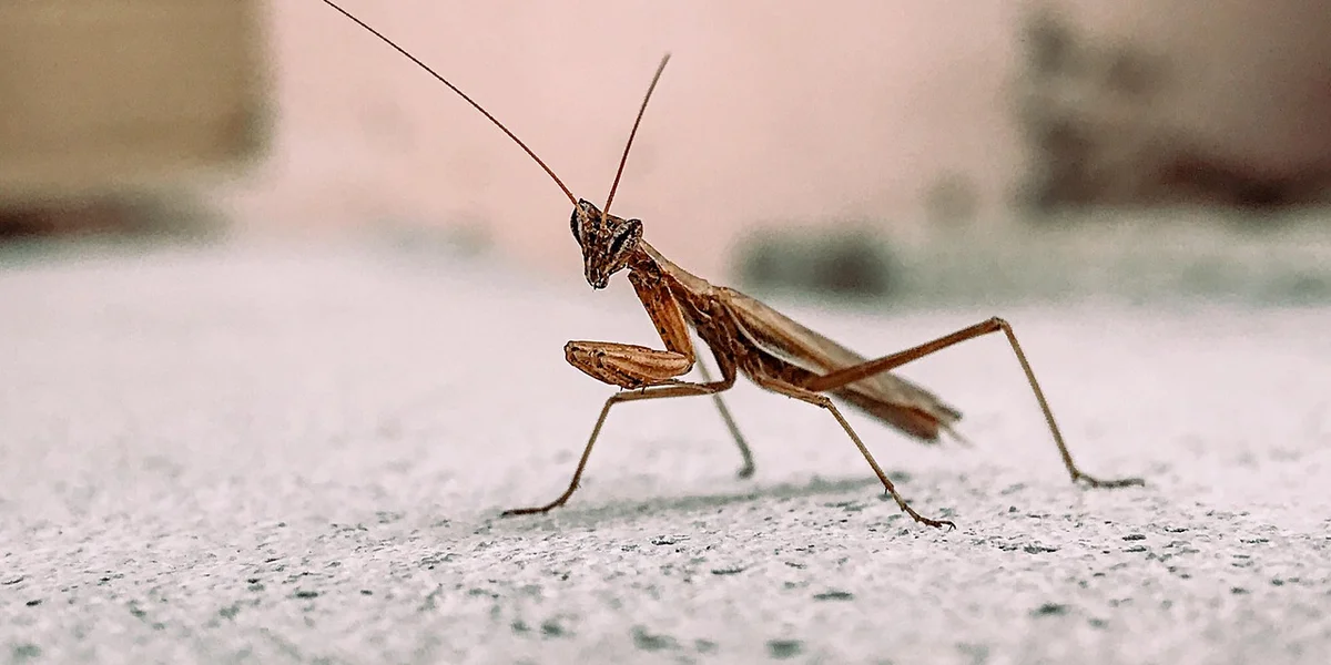 Brown praying mantis with long antennae standing on a pale, textured surface