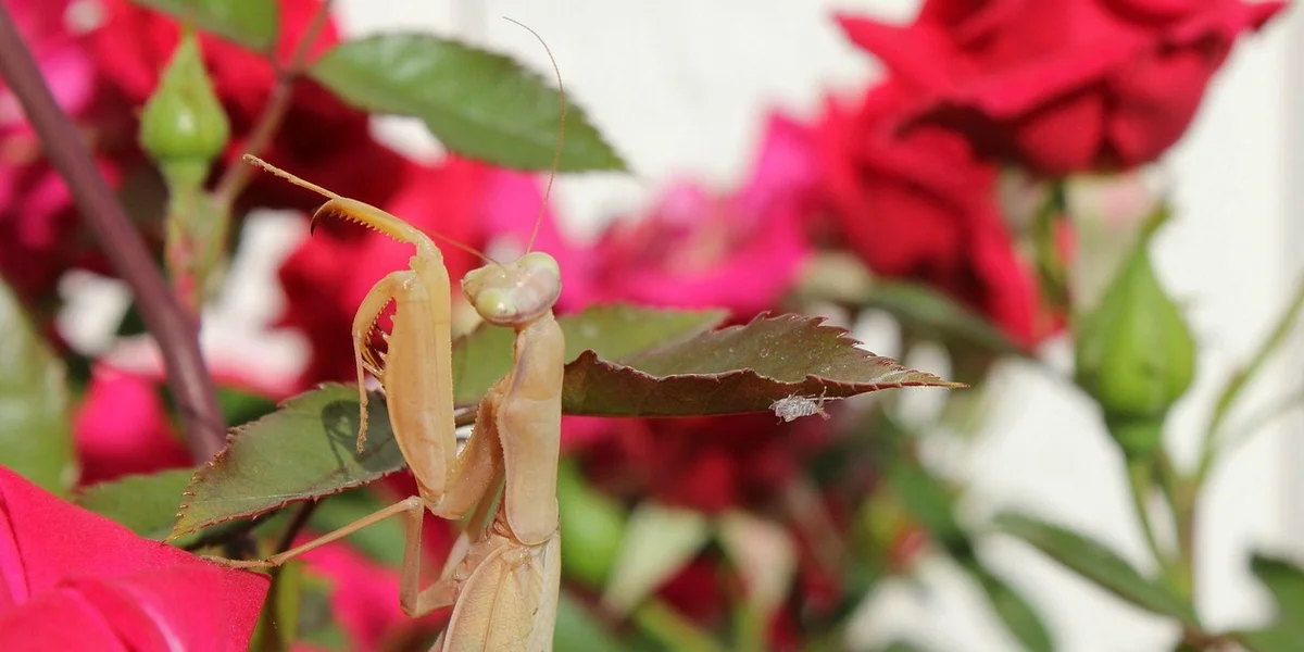 Beige praying mantis perched on a slender stem among red flowers in a garden.