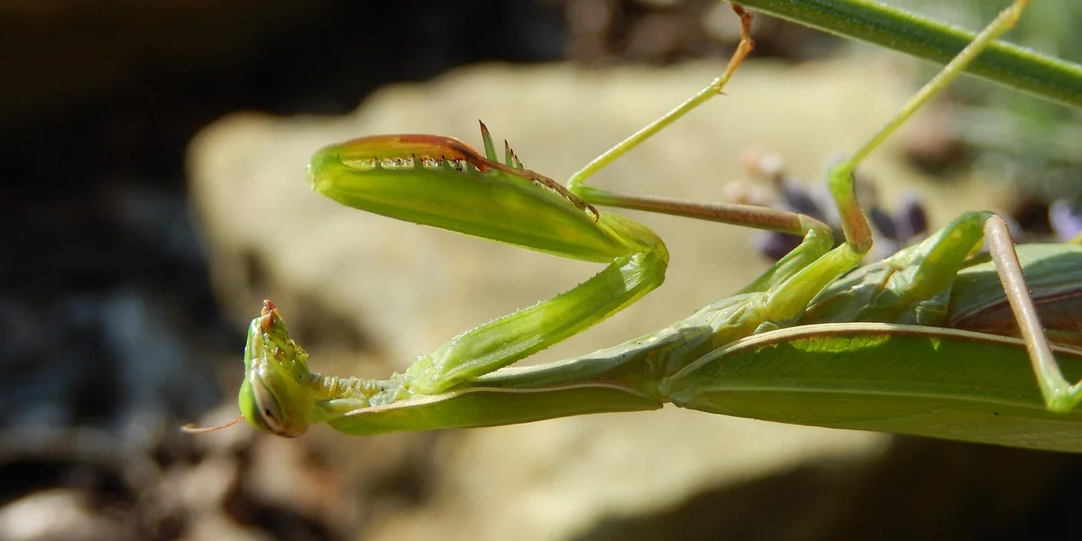 Close-up of a green praying mantis perched on a stem, showing folded forelegs and a triangular head