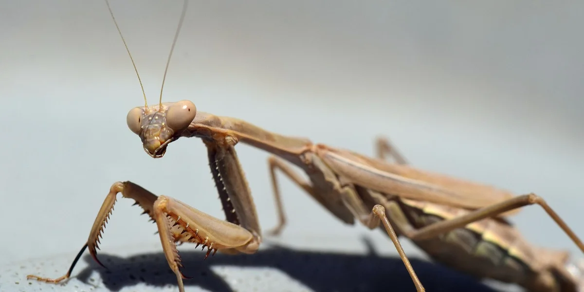 Close-up of a praying mantis with long antennae and spiny forelegs, perched on a pale surface.