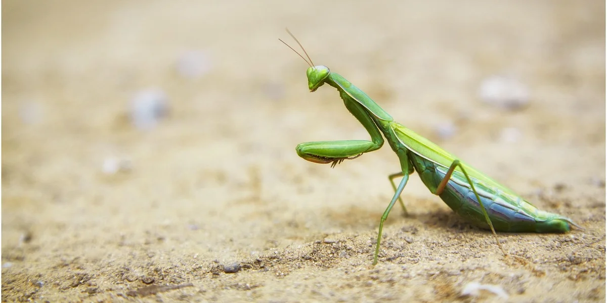 Close-up of a green praying mantis on a sandy surface with folded forelegs