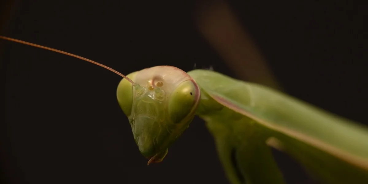 Close-up of a green praying mantis head with large eyes and folded forelegs, against a dark background.