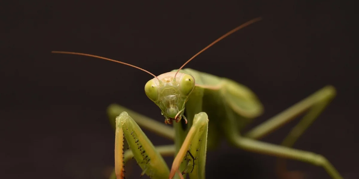 Close-up of a green praying mantis with antennae raised, facing the camera