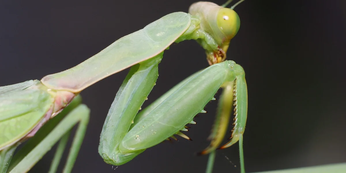 Close-up of a green praying mantis with yellow-green eyes against a dark background.