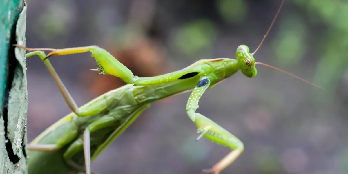 Close-up of a green praying mantis perched on a light-colored stem, with extended forelegs and long antennae.