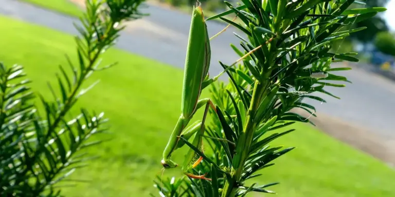 Close-up of a green praying mantis perched on a needle-leaved plant, highlighting its camouflage coloration.