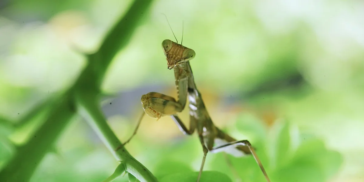 A small praying mantis perched on a green stem with a blurred leafy background.