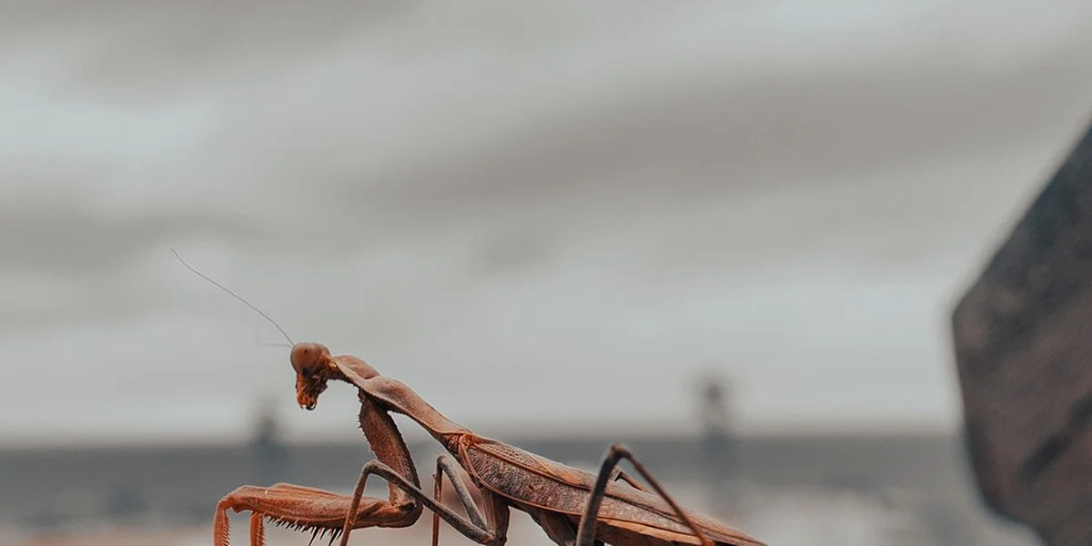 Brown praying mantis perched on a twig outdoors