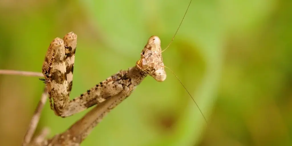When Are Praying Mantises Most Active?
