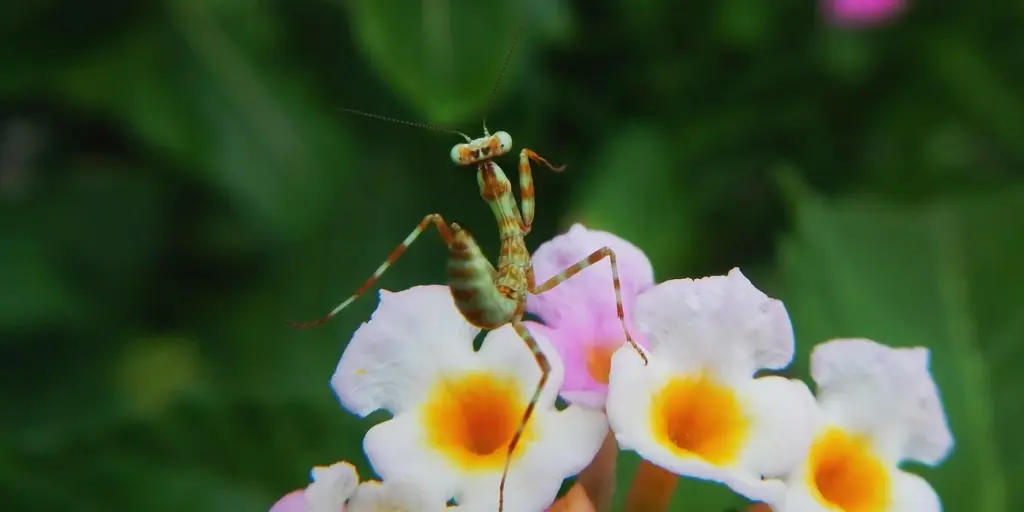 Common Problems and Solutions for Praying Mantis Egg Hatching