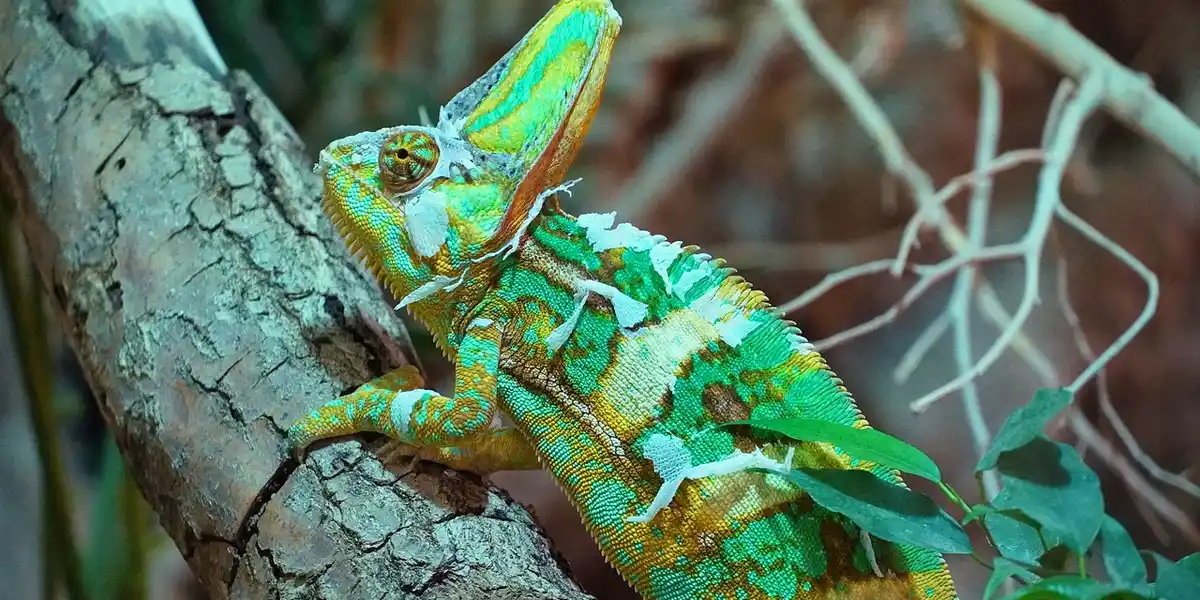 Bright green and yellow praying mantis perched on a tree branch
