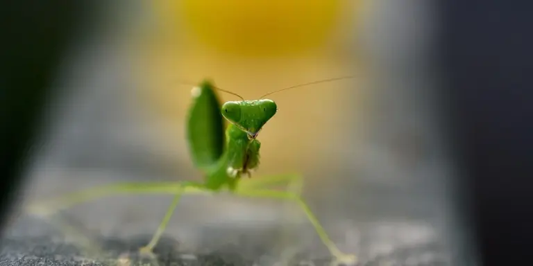 Close-up of a bright green praying mantis with long antennae perched on a blurred surface.