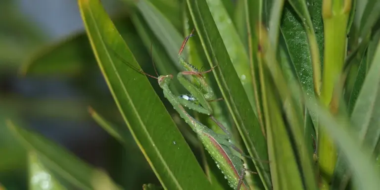 Close-up of a green praying mantis perched among long green leaves.