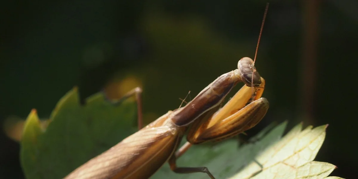 Close-up of a pair of praying mantises during mating