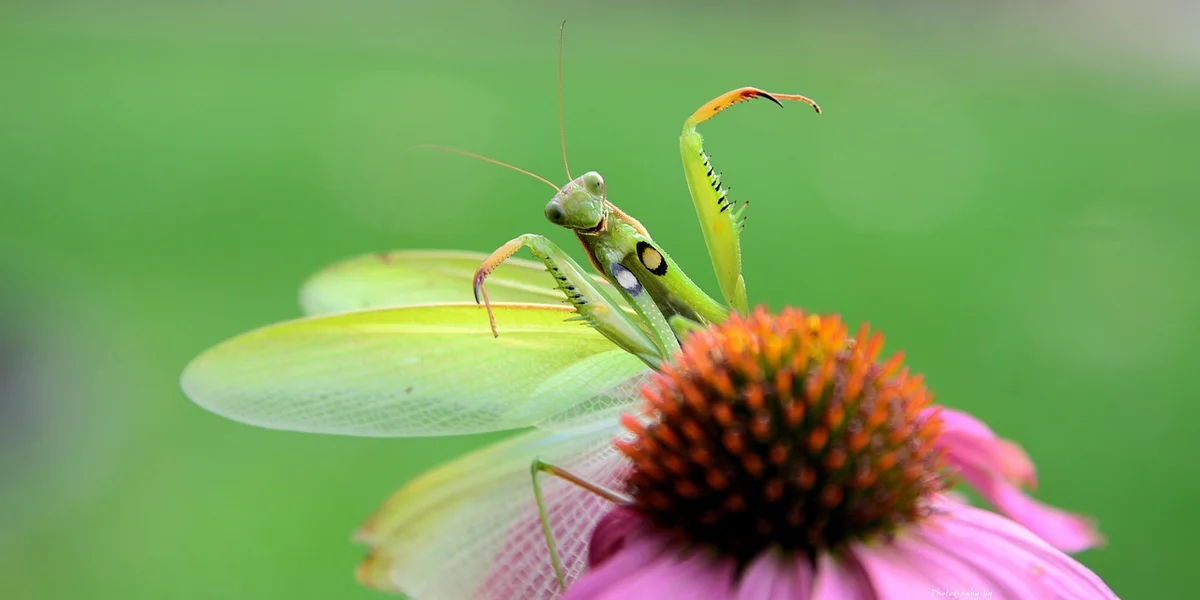 A green praying mantis perched on the center of a pink coneflower with a blurred green background.